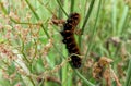 nice fluffy caterpillar