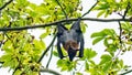 Nice flying fox hanging from a tree, Maldives. Royalty Free Stock Photo