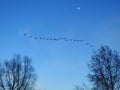 Beautiful flying goose birds, Lithuania Royalty Free Stock Photo