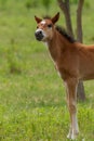 Nice foal on the meadow in springtime Royalty Free Stock Photo