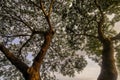 Nice form of huge branches tree against blue sky at dawn. Nice shape of branches and tree leaf Royalty Free Stock Photo