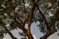 Nice form of huge branches tree against blue sky at dawn. Nice shape of branches and tree leaf Royalty Free Stock Photo