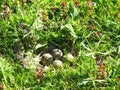 Beautiful bird nest with eggs, Lithuania