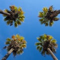 Nice four palm trees in the blue sky.