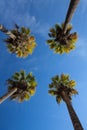 Nice four palm trees in the blue sky.