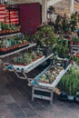 Potted plants on sale at Marche Aux Fleurs Cours Saleya Cours Saleya Market on Cours Saleya, Old Town Nice, France