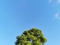 A nice, fresh-looking bright green tree canopy on a clear blue pastel sky background on a sunny day in a public park