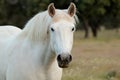 Nice free white horse in the pastures