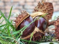 Nice fresh chestnut found in grass, symbol of autumn. Royalty Free Stock Photo