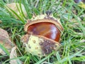 Nice fresh chestnut found in grass, symbol of autumn. Royalty Free Stock Photo