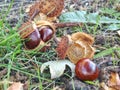 Nice fresh chestnut found in grass, symbol of autumn. Royalty Free Stock Photo