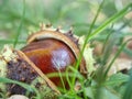 Nice fresh chestnut found in grass, symbol of autumn. Royalty Free Stock Photo