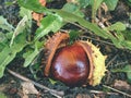 Nice fresh chestnut found in grass, symbol of autumn Royalty Free Stock Photo