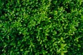 Nice fresh green bush leaves closeup texture background