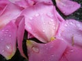 Fresh light pink rose flower petals with water droplets on the ground Royalty Free Stock Photo