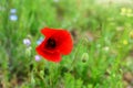 Nice fresh red poppy in the field, on the green grass background Royalty Free Stock Photo
