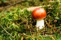 Nice fresh russula grows from moss with bright red cap Royalty Free Stock Photo