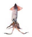 Nice fresh squid Royalty Free Stock Photo
