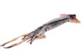 Nice fresh squid Royalty Free Stock Photo