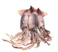 Nice fresh squid Royalty Free Stock Photo