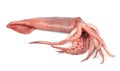 Nice fresh squid Royalty Free Stock Photo