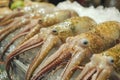 nice fresh squid on a fish market Royalty Free Stock Photo