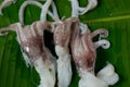 Nice fresh squid Royalty Free Stock Photo