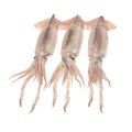 Nice fresh squid Royalty Free Stock Photo