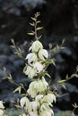 Nice fresh white yucca bloom