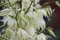 Nice fresh white yucca bloom