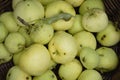 Nice fresh yellow-green summer apples piled