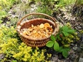 Beautiful eatable mushrooms picked in forest, Lithuania Royalty Free Stock Photo