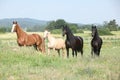 Nice friesian and Kinsky horses on pasturage