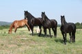 Nice friesian and Kinsky horses on pasturage