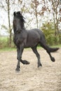 Nice friesian stallion running Royalty Free Stock Photo