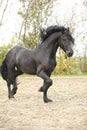 Nice friesian stallion running Royalty Free Stock Photo