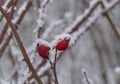 Nice frozen hips under snow Royalty Free Stock Photo
