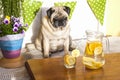 Nice funny pug dog looking a healthy diet lemonade on the table . concept of weight loss with animal - healthy lifestyle and water