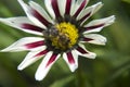 Nice gazania Royalty Free Stock Photo