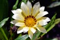 Nice gazania Royalty Free Stock Photo