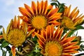 Nice gazania Royalty Free Stock Photo