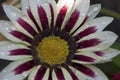 Nice gazania Royalty Free Stock Photo