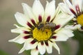 Nice gazania Royalty Free Stock Photo