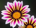 Nice gazania Royalty Free Stock Photo