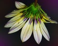 Nice gazania Royalty Free Stock Photo