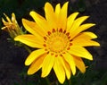 Nice gazania Royalty Free Stock Photo