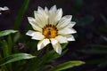 Nice gazania Royalty Free Stock Photo