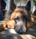 Nice german sheperd Royalty Free Stock Photo