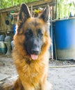 Nice german sheperd Royalty Free Stock Photo