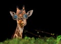 Nice giraffe with glasses and the oxpeckers (Bufhagus Erythrorynchus) Royalty Free Stock Photo